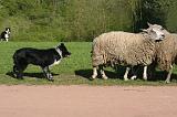 BORDER COLLIE - MOUTONS 096